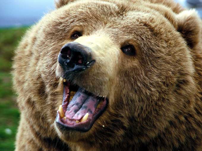 grizzly-bear-close-up
