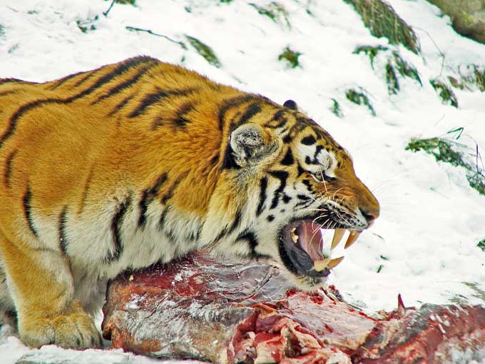 lion-eating-in-the-snow