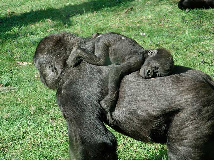 Baby_gorilla_sleeping